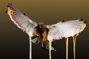 Craze mixes Fabriclive38 image