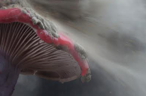 Special Requestが『Fabriclive 91』をミックス image