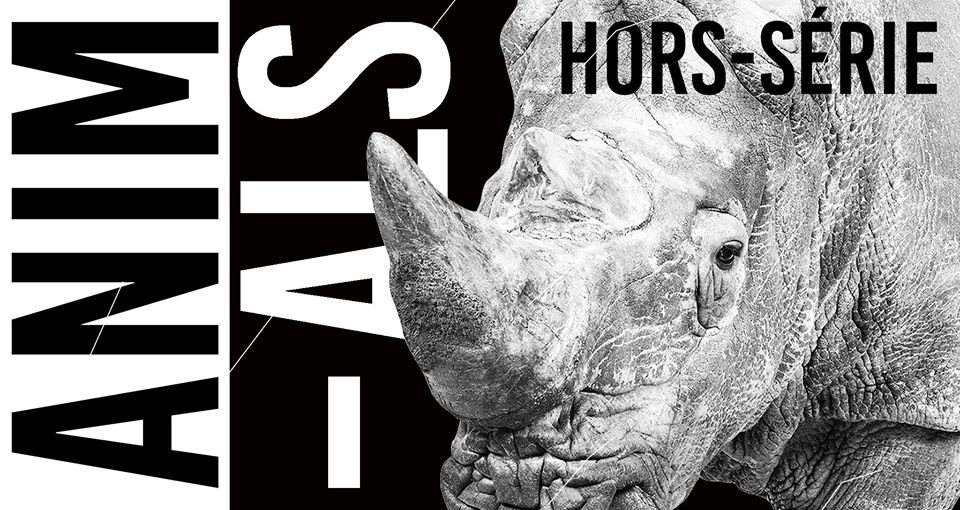 Animals ◊ Hors-Série - Página frontal