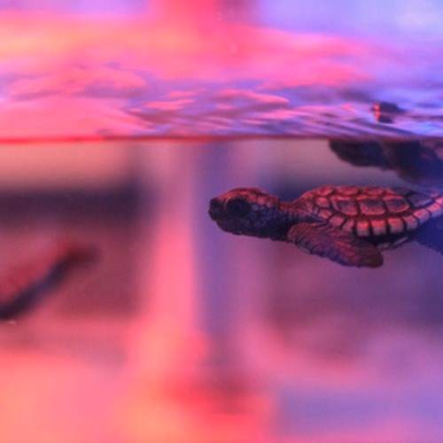 Trippy Turtle - Página frontal