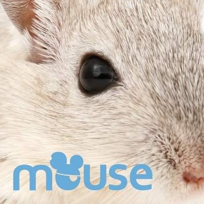 Mouse - フライヤー表