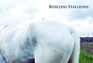 Bosconi preps Stallions boxset image