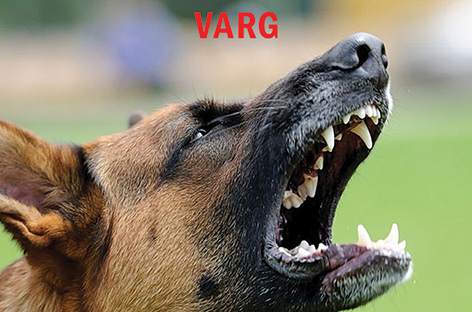 Northern Electronics announces next Varg album, Nordic Flora Series Pt. 3: Gore-Tex City image