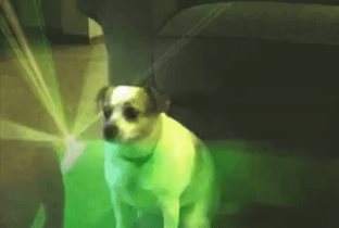 Dog dancing to store techno