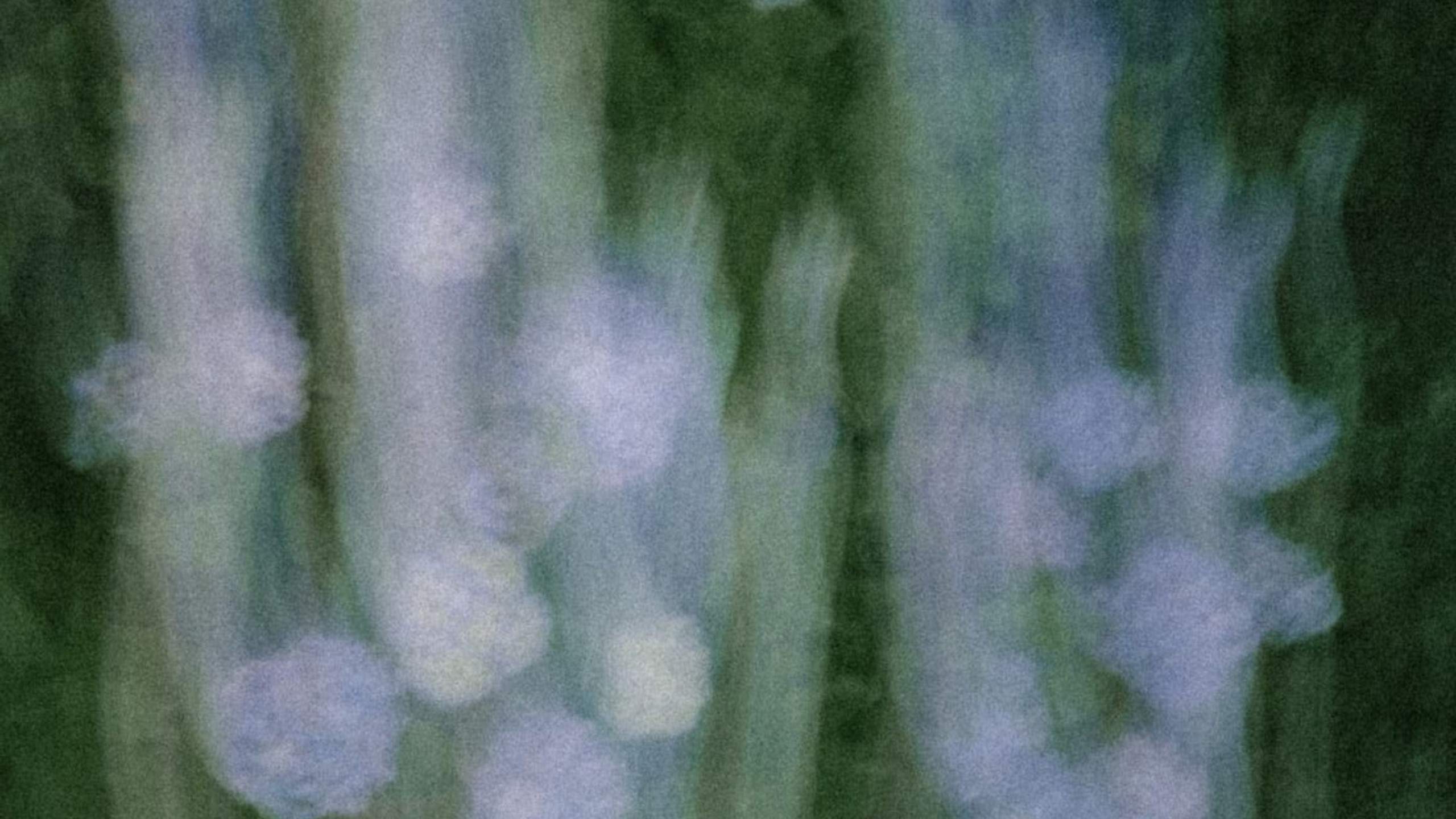 REES · Artist Profile