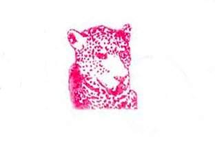 Tiger & Woods – Gin Nation Gin Nation | Tiger & Woods